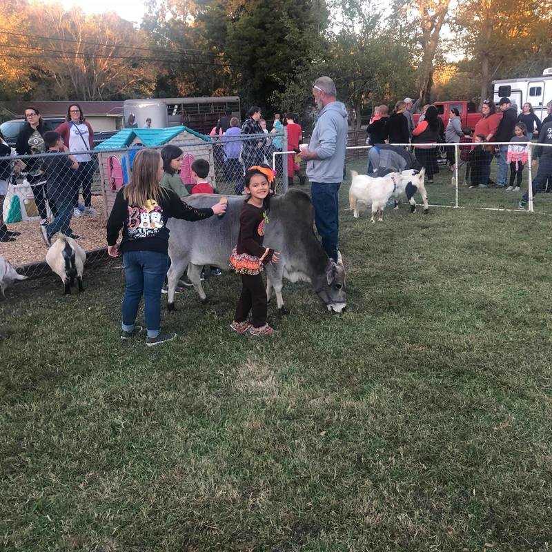 Fall Festival in Summertown - Petting Zoo