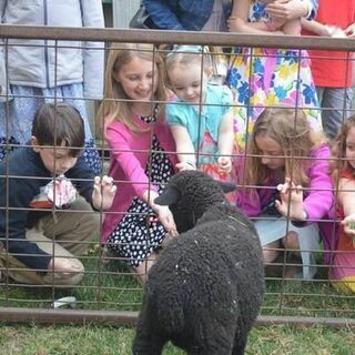 Children's Lamb Encounter